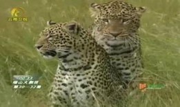 豹 在线观看,在线揭秘神秘豹王传奇